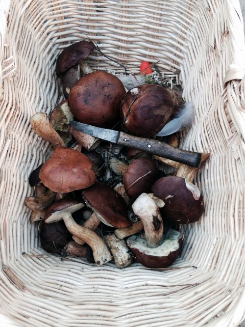 mushrooms chestnuts autumn
