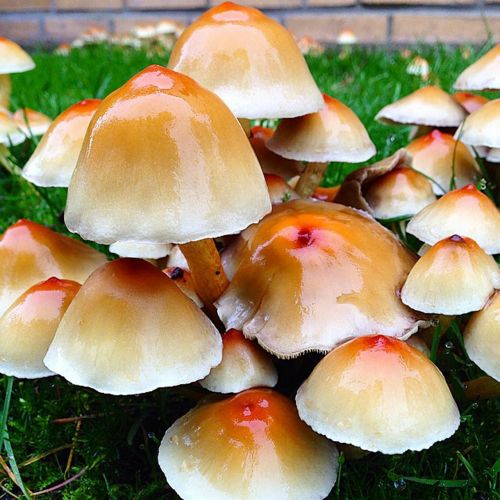 mushrooms rainy weather autumn