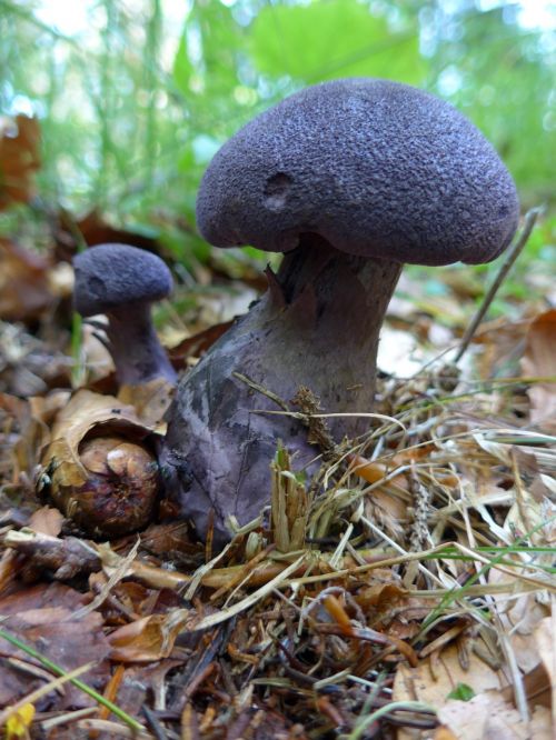 mushrooms agaric purple schleierling