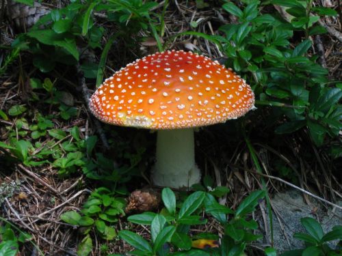 mushrooms poison forest