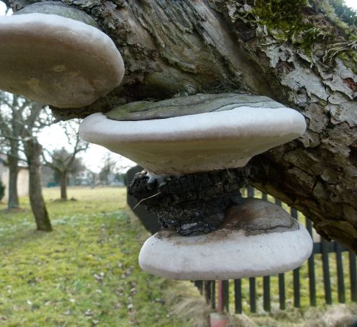 mushrooms tree tree fungus