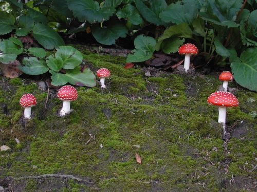 mushrooms fly agaric nature