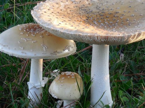 mushrooms fungi fungus