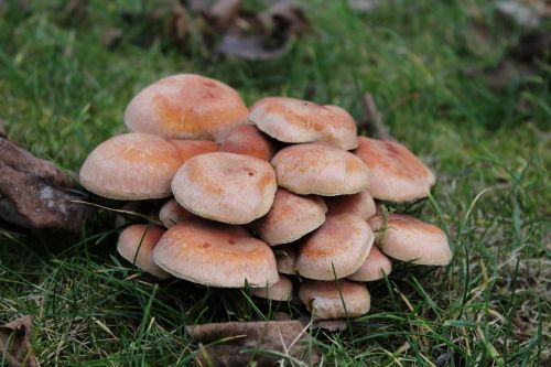 mushrooms grass autumn