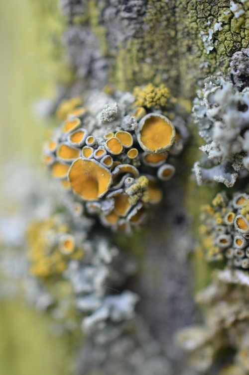 mushrooms weave moss