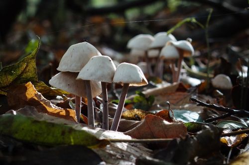 mushrooms autumn forest
