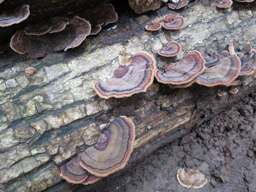 mushrooms wood plant