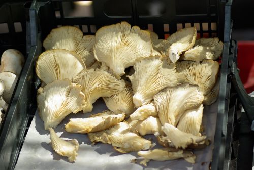 mushrooms forest chanterelles