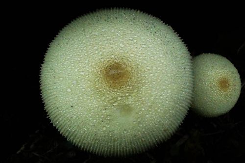 mushrooms mushroom black background