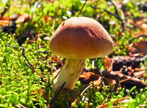 mushrooms food plant