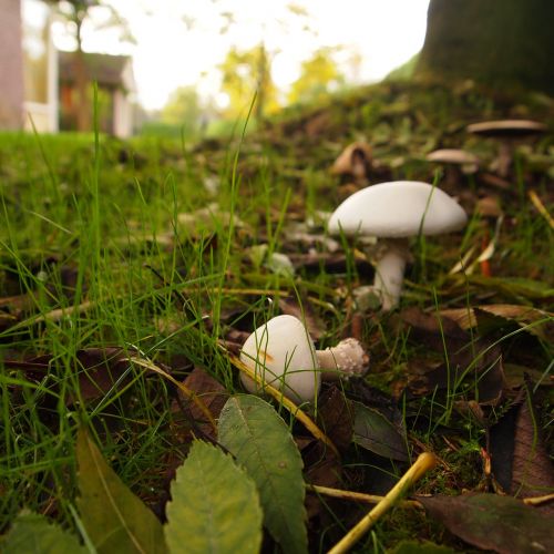 mushrooms white grass