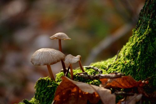 mushrooms forest nature