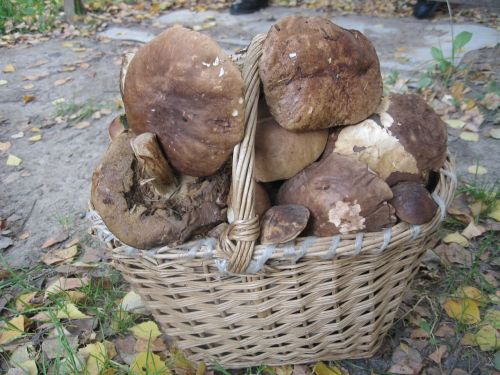 mushrooms basket white mushroom