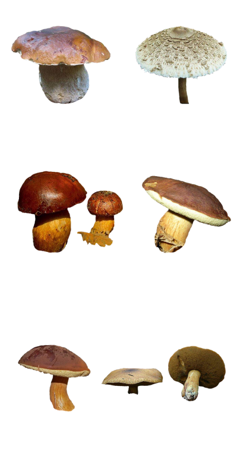 mushrooms nature forest