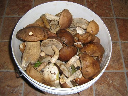 mushrooms nature autumn