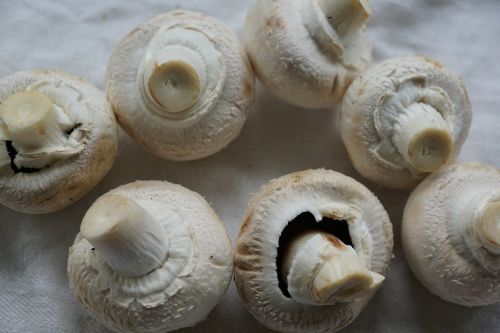 mushrooms white mushroom eat