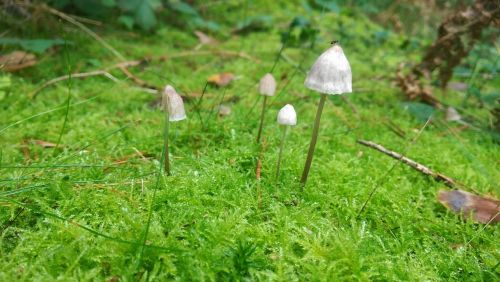 mushrooms moss forest