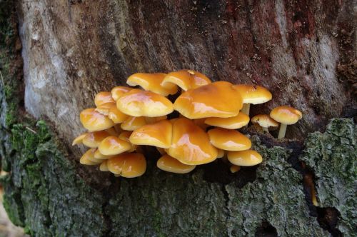 mushrooms yellow log