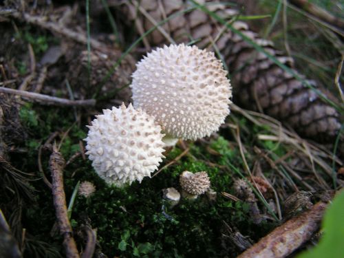 mushrooms umbrinum lycoperdon