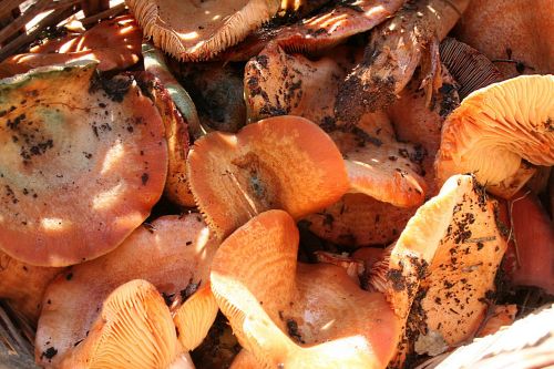 mushrooms mediterranean food