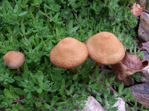 mushrooms nature fall