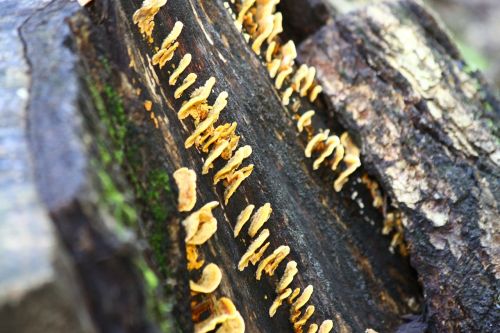 mushrooms forest nature