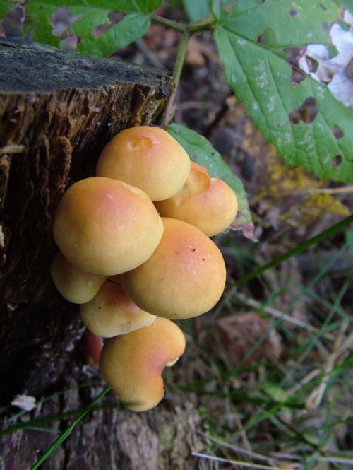 mushrooms forest autumn