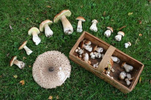 mushrooms mushroom mushroom picking