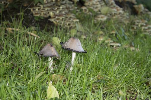 mushrooms nature grass