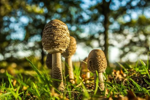 mushrooms forest priroda