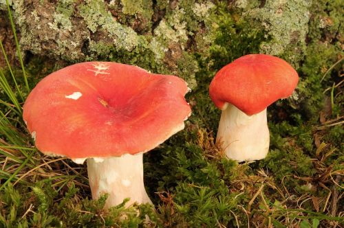 mushrooms fungus toadstool