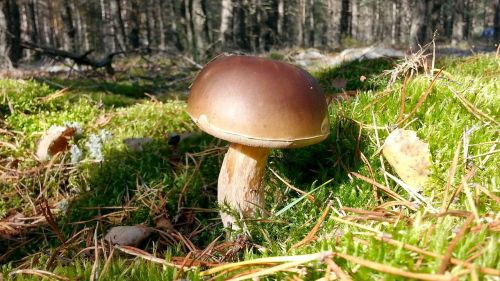 mushrooms nature forest