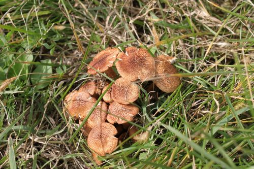 mushrooms brown fungi