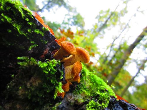 mushrooms forest nature
