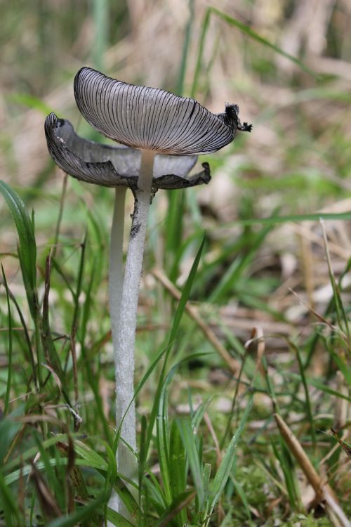 mushrooms grass nature