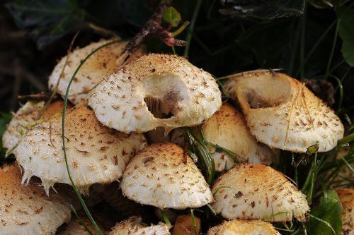 mushrooms mushroom group forest