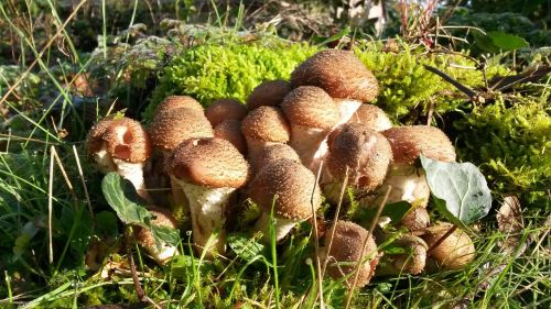 mushrooms autumn seasons