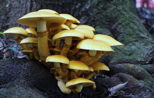 mushrooms trunk nature