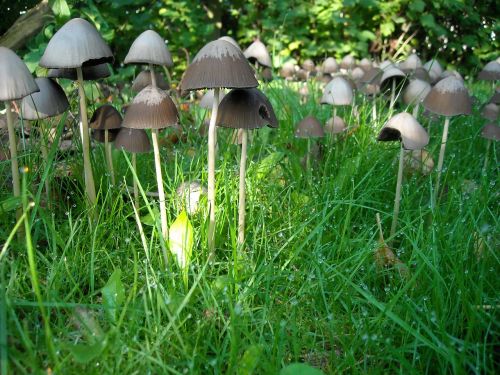mushrooms fungi grass