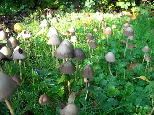 mushrooms fungi nature