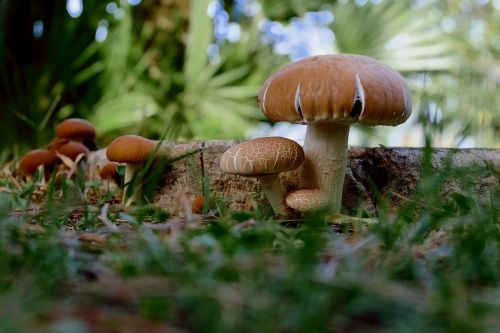 mushrooms brown white