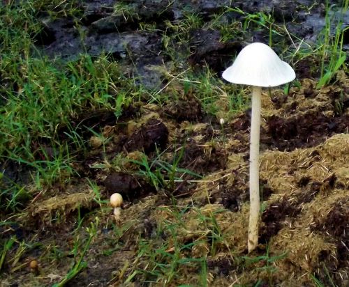 mushrooms fungus nature