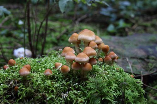 mushrooms plant colony