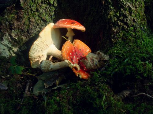 mushrooms fly fungi autumn