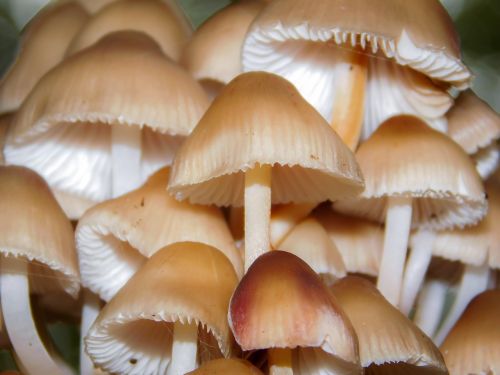 mushrooms tree fungus forest