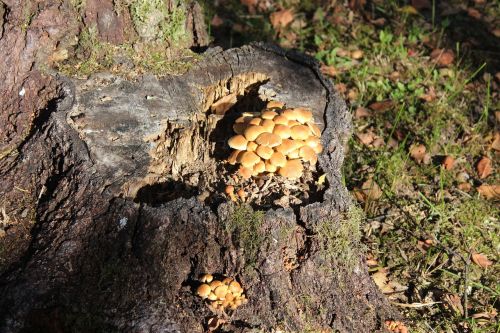 mushrooms mushroom autumn