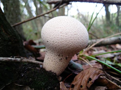 mushrooms white macro