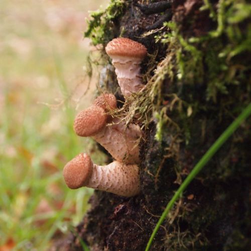 mushrooms tree bark forest