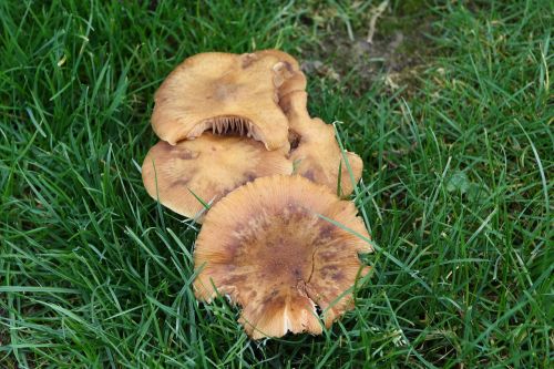 mushrooms garden autumn