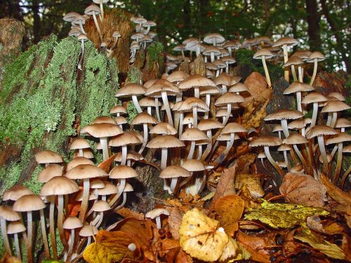 mushrooms autumn forest nature